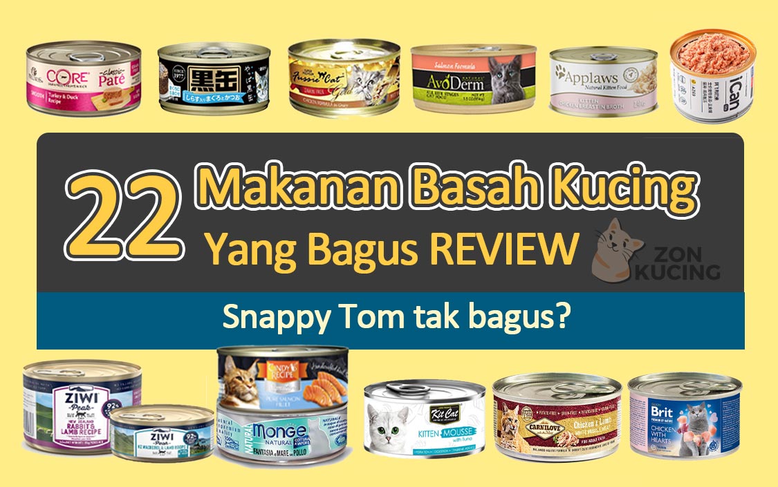 wet food bagus untuk kitten